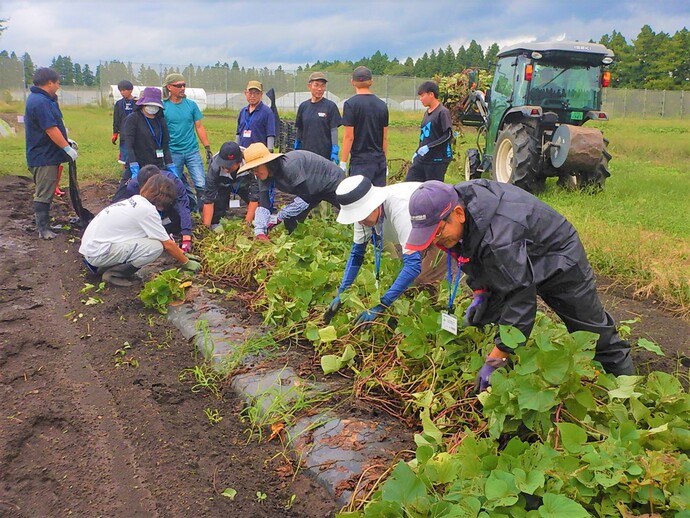 サツマイモ収穫