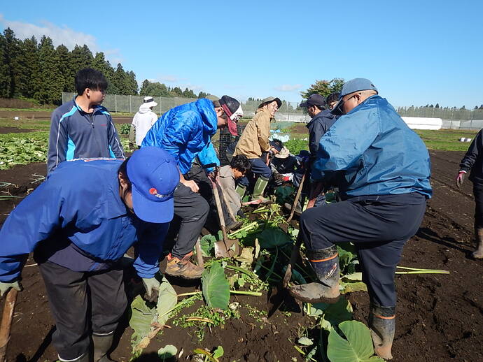 里芋収穫