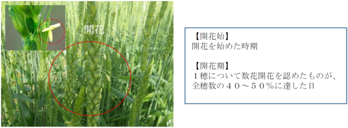 小麦の開花