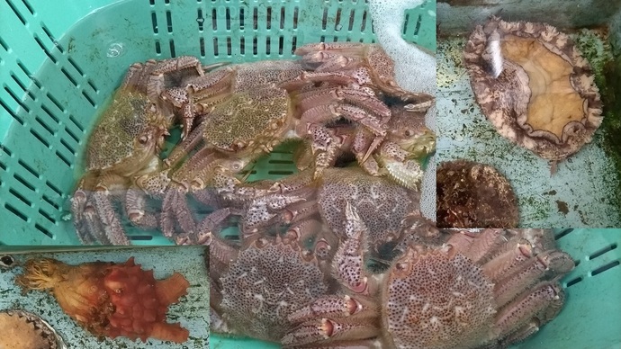 水産物毛ガニ、アワビとホヤ