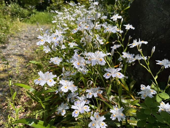 シャガ