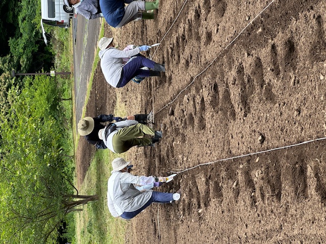 ひまわりの種まき