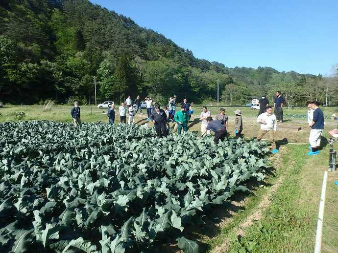 圃場での生育状況を確認