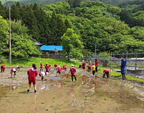 小学生の田植えの様子