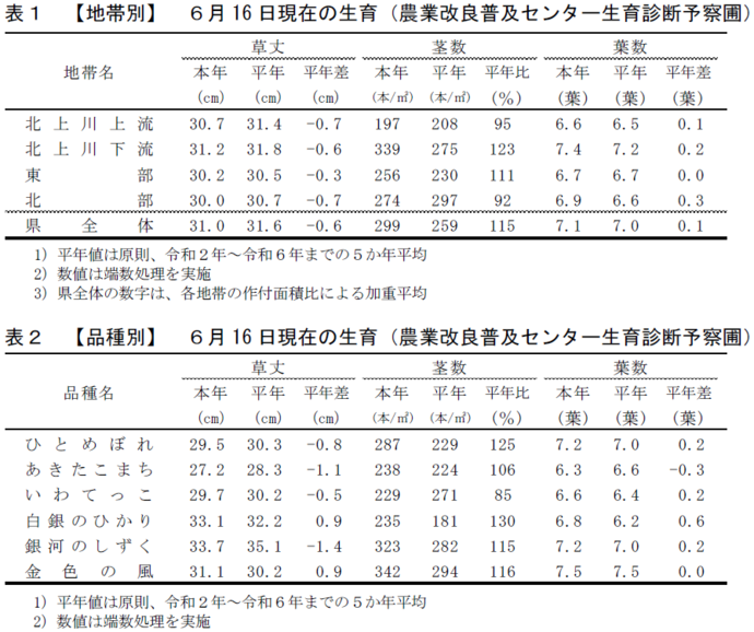 令和7年6月16日現在の水稲の生育