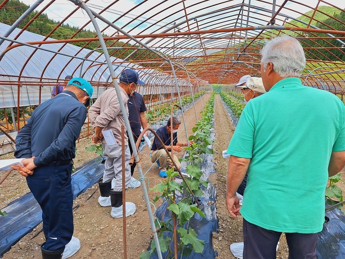 生育状態の見方や整枝管理について確認しています