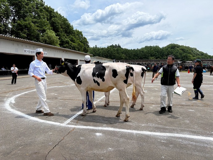 ホルスタイン種の部の審査の様子です。