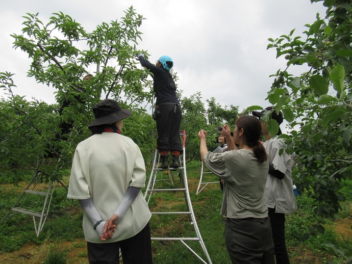 りんごの摘果作業を見学