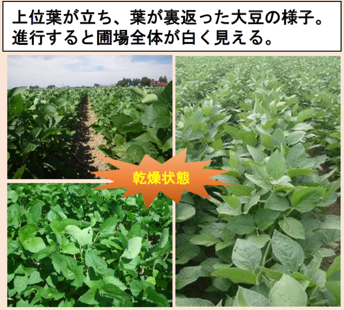 大豆のかん水の目安