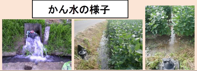 大豆のかん水の様子