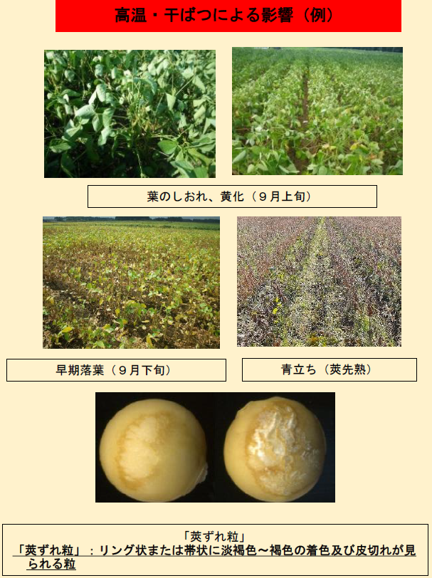 大豆の高温・干ばつの影響