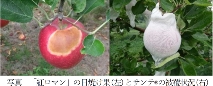 写真　日焼け果とサンテ