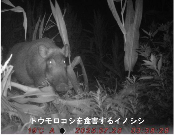 写真　トウモロコシを食害するイノシシ