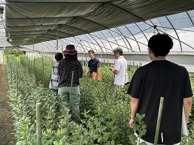 スプレーギクの圃場を見学する生産者