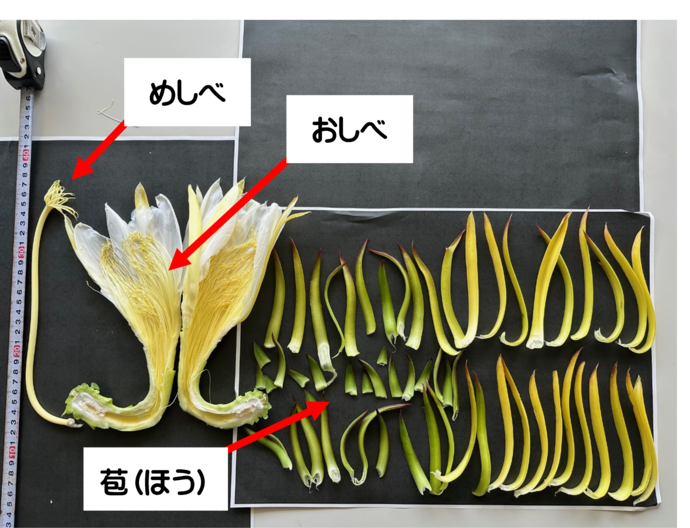 ドラゴンフルーツ分解
