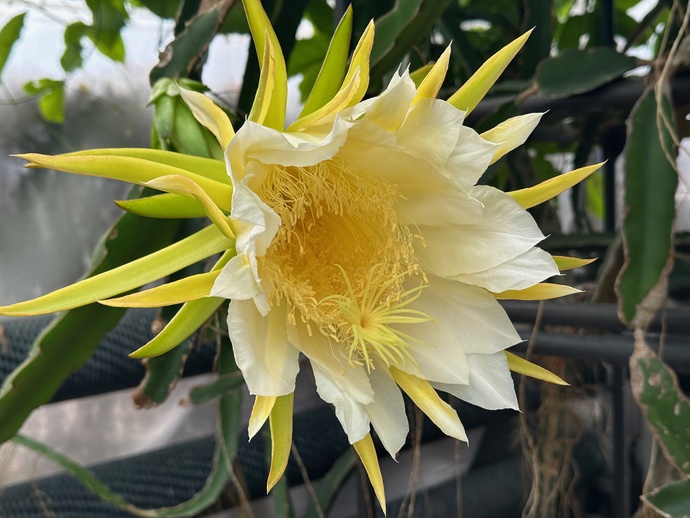 ドラゴンフルーツ花
