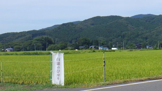 白銀のひかり生育の様子