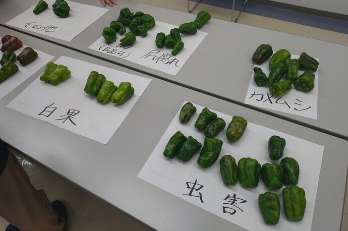 選果場で「出荷不可」とされたピーマン