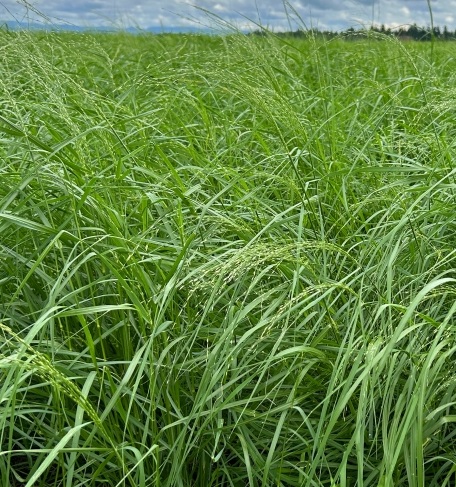 播種後38日、立派に成長したトップガンの様子