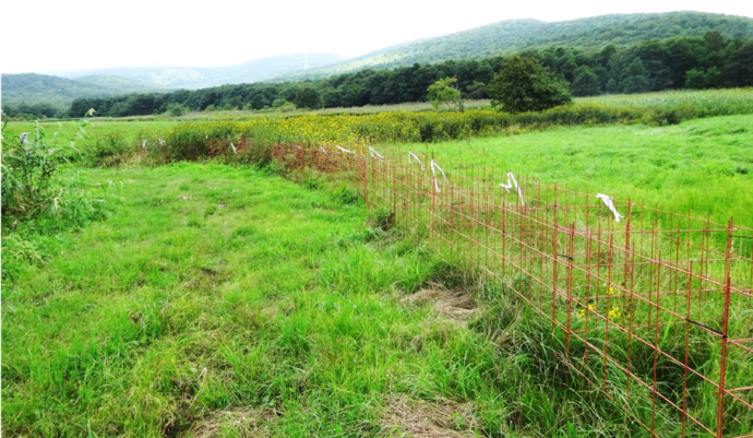 写真　採草地に設置されたワイヤーメッシュ立体柵
