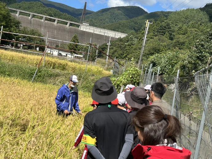 児童が稲刈りを教わっている。