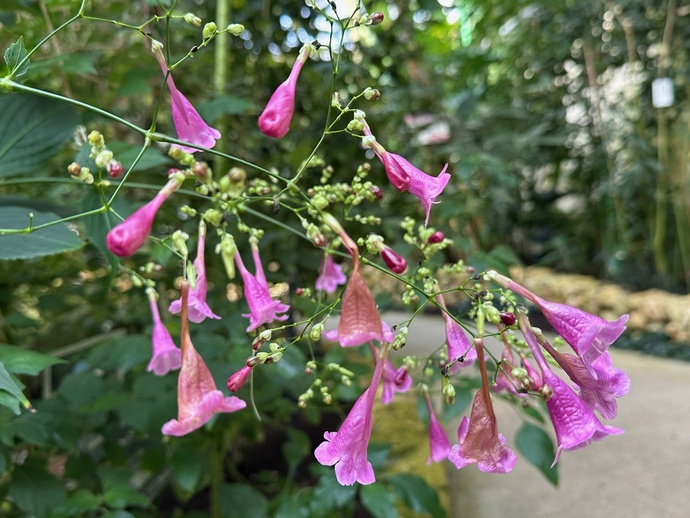 ディフルゴサ　コロラタ