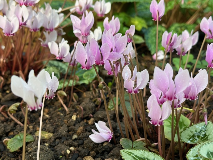 原種シクラメン