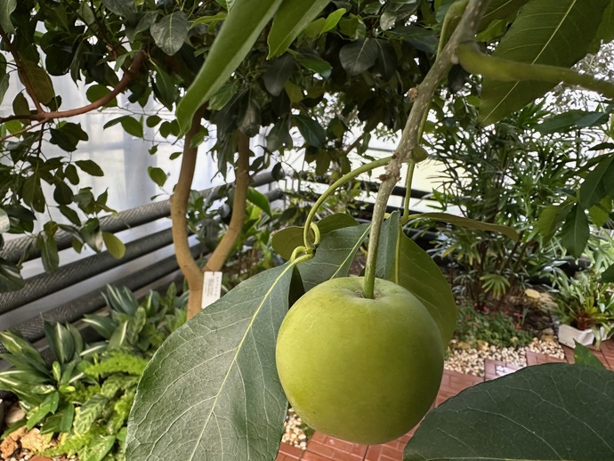 ホワイトサポテ