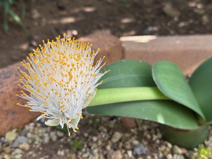 マユハケオモト