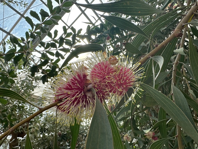 ピンクッションハケア