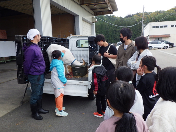 4Hクラブ員のヤギのふれあい体験は子供たちに人気でした