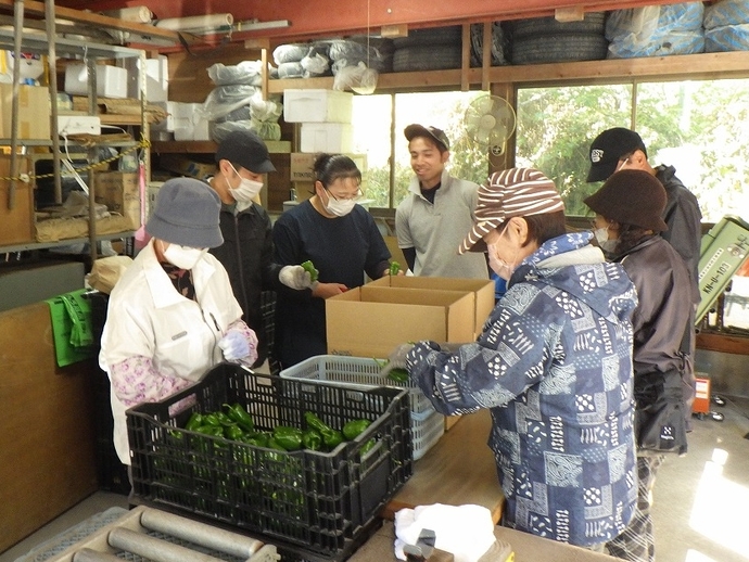 ピーマン出荷調製作業体験の様子