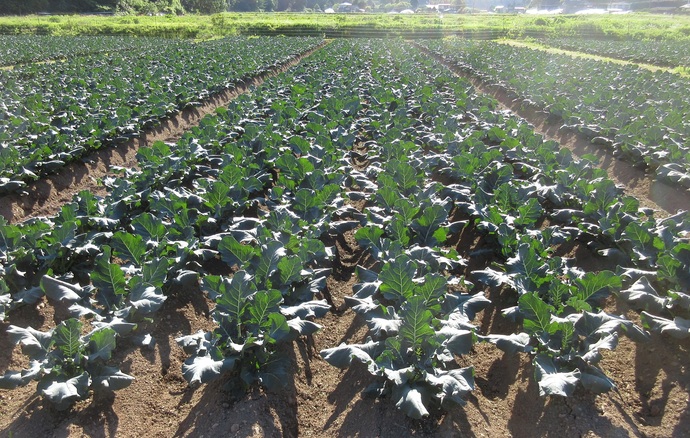 写真1ブロッコリーの栽培状況