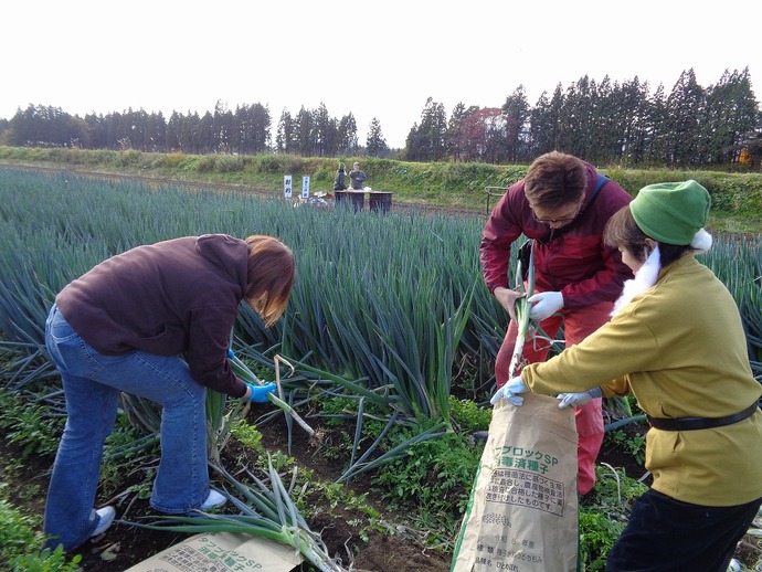 ねぎの収穫を楽しむ4Hクラブ会員