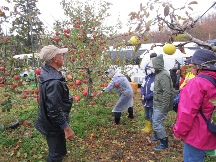 りんご収穫作業体験