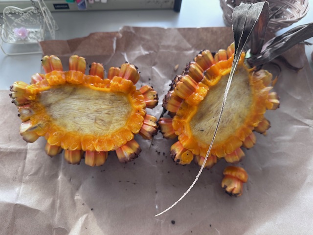 アダン開いた状態