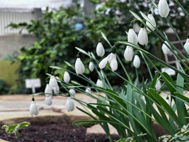 スノードロップ