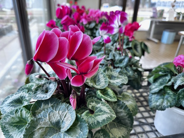 シクラメン花