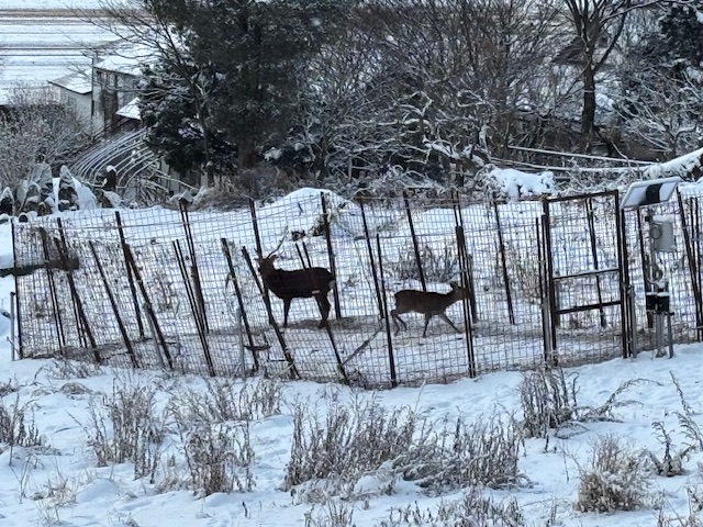 囲いわなで捕獲した2頭のシカの様子