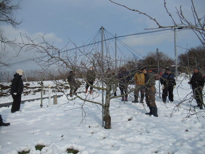 りんご剪定講習会