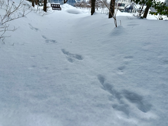 動物の足跡