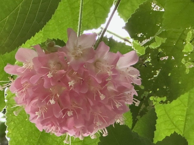 ドンベヤ・ウォリッキー