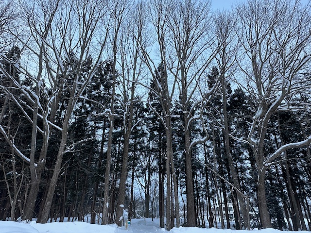 野の花花壇へ続く道