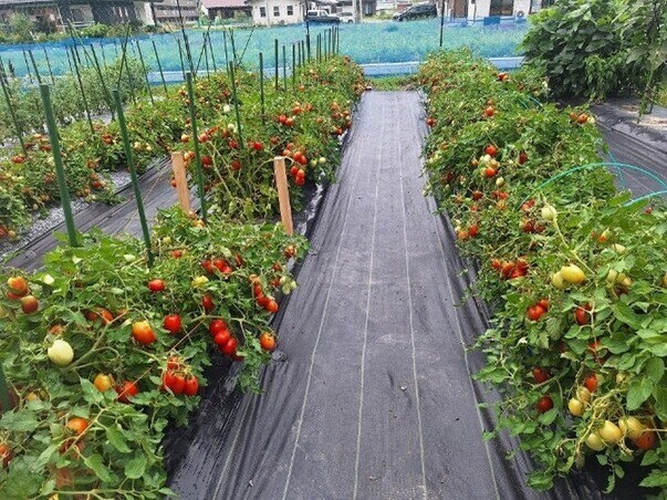 「すずこま」の栽培の様子です