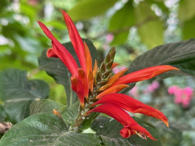 アフェランドラプリケリマ