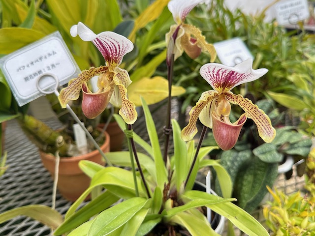 パフィオディラム