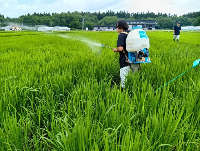 卒業研究のための水田作業