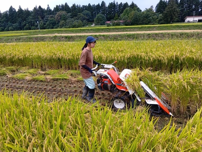 バインダーでの稲刈り