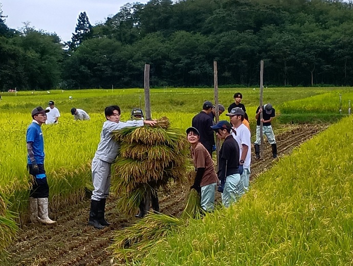 ホニオでの乾燥作業