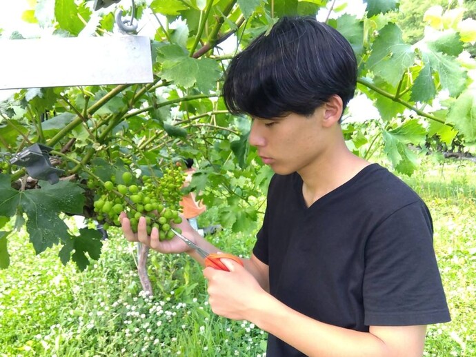 kaju0800701